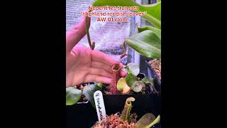 Nepenthes Truncata “highland reddish leaves” AW 01 clone carnivorousplants pitcherplant plants [upl. by Adnerak]