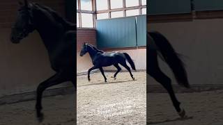 pferdeundponysauspaderborn horse equestrian dressage horseenthusiast pferde dressur stallion [upl. by Henriha]