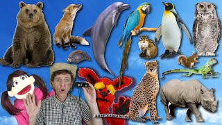 What Do You See Song Wild Animals Part 2  Learn English Kids [upl. by Durante]