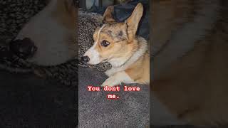 brat dog dogs corgi reels shorts shortsfeed fyp corgilife puppy treats bones sad [upl. by Langham584]