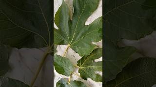 What Do Fig Leaves Look Like A Visual Guide figs herbaltea [upl. by Marabelle]