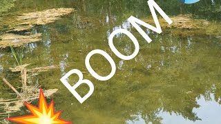 WHOPPER PLOPPER EXPLOSIONS BASS amp GIANT BLUEGILL fishing michigan hiddenlake bassfishing Pond [upl. by Esadnac]