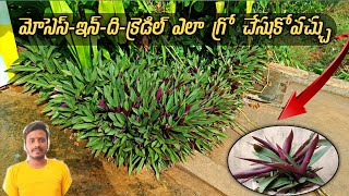 Mosesinthecradle how to grow Telugu telugucivilvlogs [upl. by Clance208]