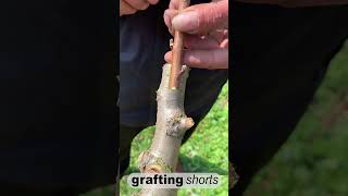 Simple grafting fruit tree l grafting shorts [upl. by Dagall641]