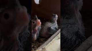 Cockatiel babies🐣parrot cockatiel cockatielsinging birds cockatielsound pets ytshorts cute [upl. by Mayrim204]