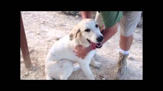 Great Pyrenees Puppies 5 months [upl. by Earla208]