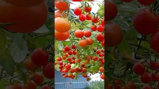 Growing Tomatoes in plastic bottles for high yields surprisingly easy garden grow shorts plant [upl. by Ahsitil]