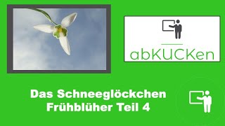 Das Schneeglöckchen  Frühblüher Teil 4 [upl. by Coulson997]