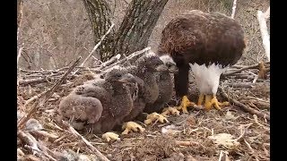 The Breakfast Line Decorah Eagles 0728  01 May 2018 [upl. by Zita933]