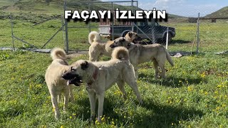 Ä°ÅžTE GÃ–RMEK Ä°STEDÄ°ÄžÄ°MÄ°Z FAÃ‡A BUDUR  FAÃ‡A VE PAÅžA Ã‡OK BOÄžUÅžURLAR DEMÄ°ÅžTÄ°M AYAK SESLERÄ° GELÄ°YOR [upl. by Efioa146]