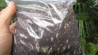 How to Germinate Palm Seeds using Baggy Method [upl. by Oirretna903]