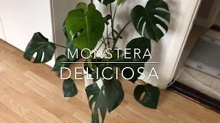 Stickling av Monstera Deliciosa [upl. by Suivart778]