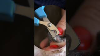 How to TrimCut Your Cat Nails Step by Step Tutorial [upl. by Elysha992]