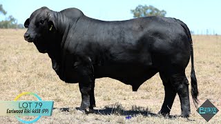 Lot 79 Earlwood Riki 4658 PP [upl. by Grantley]