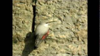 Mauerläufer  Tichodrome  Wallcreeper [upl. by Stoller]