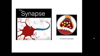 BTEC Applied Science Unit 1 Biology Synapses [upl. by Jason]