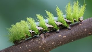 Saturniidae Hemileucinae Automeris naranja [upl. by Dustan]