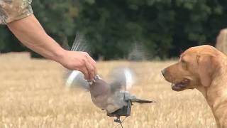 Fieldsports Britain  Pigeonshooting gundog pups and how to be a better person episode 94 [upl. by Abdel]