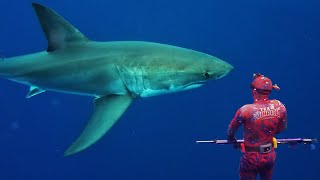 GREAT WHITE SHARK ENCOUNTER whilst SPEARFISHING NSW AUSTRALIA [upl. by Ymmaj]