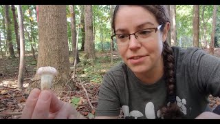 How to ID choice Entoloma abortivum mushrooms [upl. by Mairam663]