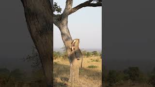 Leopards Prey Falls Out of Tree [upl. by Donaghue]