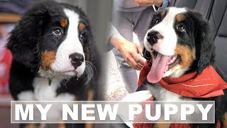 Bernese Mountain Dog Puppies  Bringing Home A New Puppy [upl. by Aelgna]