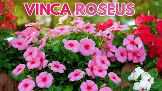 vinca cuidados CHUYITO JARDINERO [upl. by Atnom]