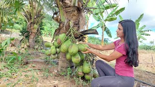 Extraindo o melhor do coco [upl. by Jory]