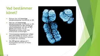 Könskromosomer  Biologi 1 100 p [upl. by Amsirhc]