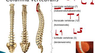 4 1 Wervelkolom en borstkas [upl. by Eiznekcm581]