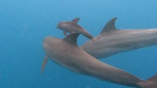 Zanzibar Dolphins [upl. by Arick]