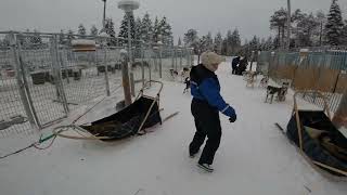 Husky Dog Sledging at Ruka Lapland Walking through the Kennels [upl. by Narcissus431]