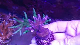 Acropora millepora premium coral gandalf [upl. by Sheri917]