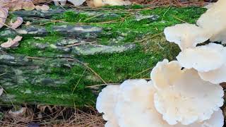 I know a Fun Guy Beautiful fungi on a downed tree [upl. by Carrick]