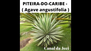 Piteira do caribe – Agave angustifolia [upl. by Thurber]