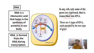 Chapter 1  Biological Molecules  Part 26  RNA Ribonucleotide  Sindh Text Board [upl. by Nnylirak451]