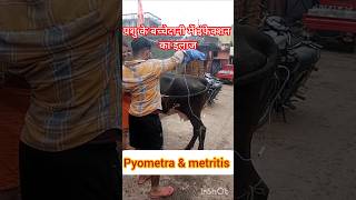 Treatment of Pyometra in cow amp buffalo treatment of metritis Treatment of uterine impaction [upl. by Attennek]