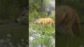 FOX HUNTING shorts viralvideo party 029 [upl. by Atinauj]