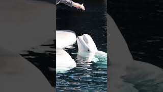 Unforgettable Beluga Hug at SanDiego SeaWorld 🐋❤️  Beluga Encounter [upl. by Tail656]