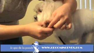 How To Round The Feet On A DogTrim A Dogs FootHow To Groom A Maltese [upl. by Amrita]