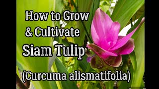 How to Grow amp Cultivate Siam Tulip Curcuma alismatifolia [upl. by Trent]