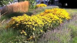 Rudbeckia fulgida sullivantii Goldsturm  Black Eyed Susan [upl. by Pachton]