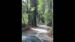 Swimmers Delight in Nor Cal Camping day use swimming river access [upl. by Groos]