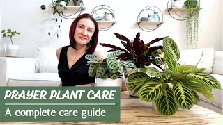 Prayer Plant Care  How to successfully care for Calathea Maranta Ctenanthe and Stromanthe [upl. by Hcahsem798]