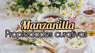 Propiedades y Beneficios de la Manzanilla ¿Para Qué Sirve y Cómo Tomarla [upl. by Neahs150]