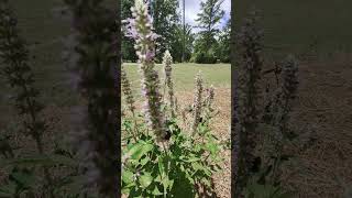 Pollinators Love This Plant agastache bees butterflies pollinators [upl. by Ebehp884]