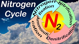 Nitrogen cycle  Simple illustration and explanation [upl. by Rebecca]