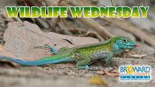 Ameiva Ameiva Lizard  Wildlife Wednesday  Broward County Parks [upl. by Metsky]