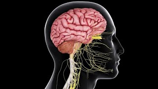 Physiology  CNS  Non auditory Labyrinth  20 Feb 2018  DrNagi  Arabic [upl. by Ycram]