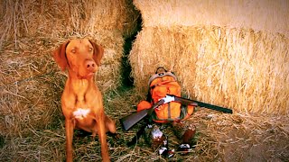 Vizsla Pheasant Hunting [upl. by Zeitler374]